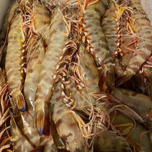 Cargar imagen en el visor de la galería, Langostino tigre Extra de Sanlúcar