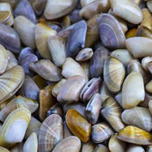 Cargar imagen en el visor de la galería, Coquinas de Ayamonte
